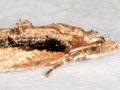 Acleris umbrana